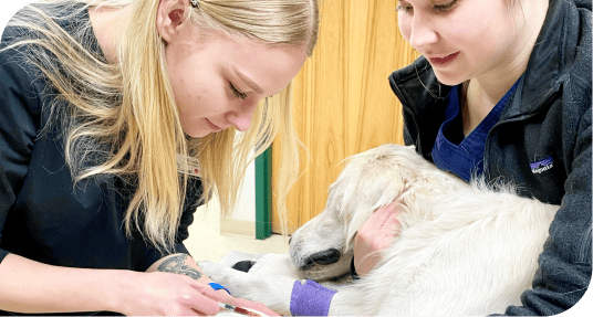 Team looking at dog at Hometown Veterinary Partners