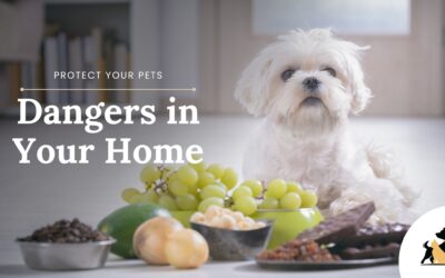Protect Your Pets: Common Household Items That Are Toxic and What to Do in Case of Intoxication
