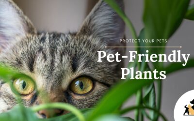 Pet-Friendly Plants to Spruce Up Your Space