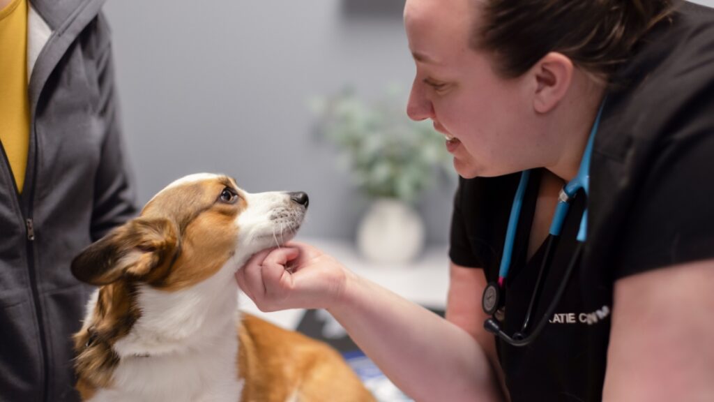 Vet with dog