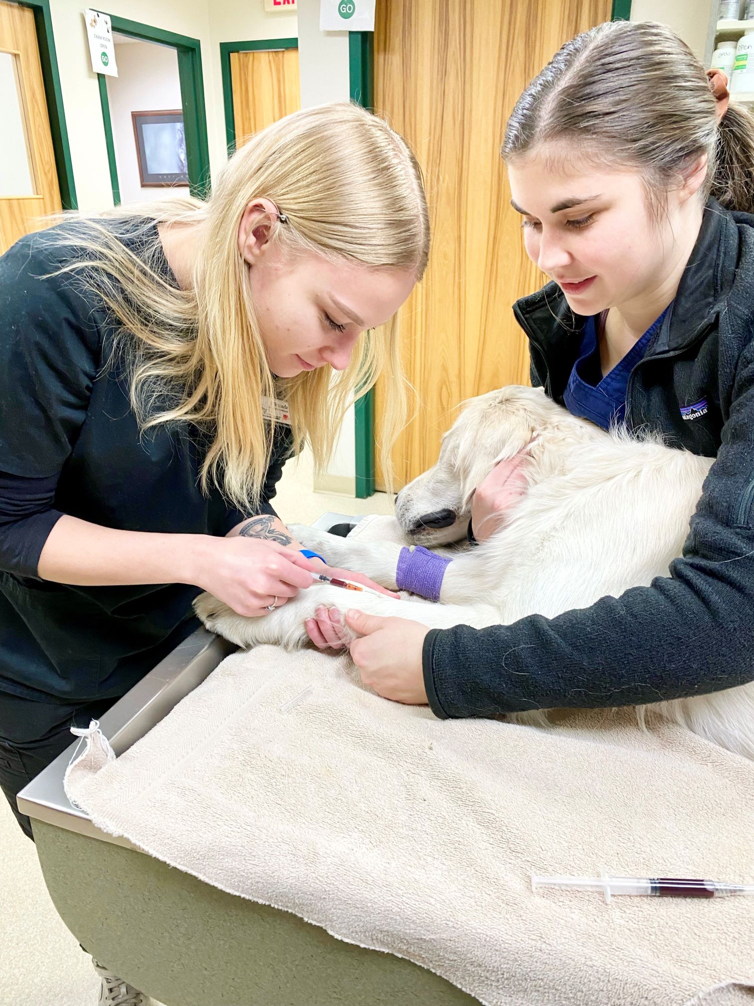 Team looking at dog at Hometown Veterinary Partners