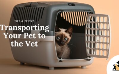 Transporting Your Pet to the Veterinarian: What to Know