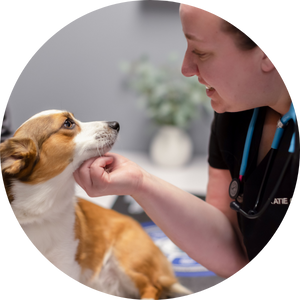 Dr. Abi Maynard at Silver Lake Animal Hospital in St. Paul Minnesota