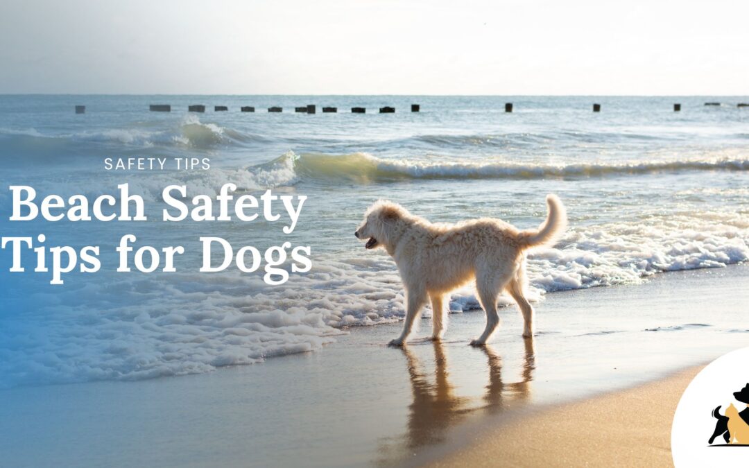 10 Beach Safety Tips for Dogs