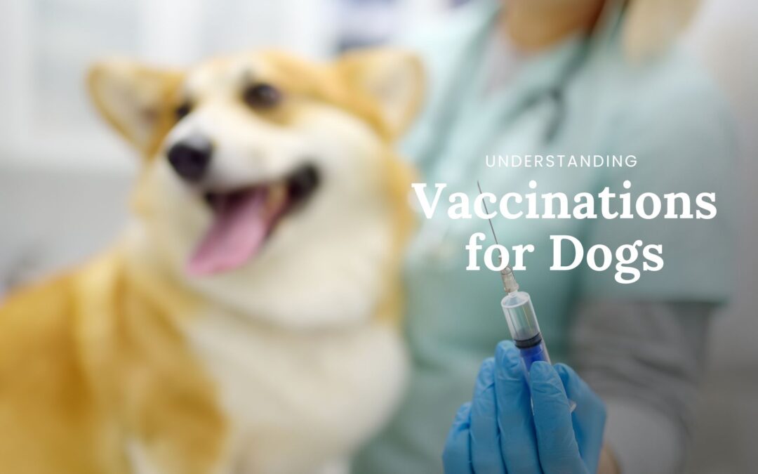 The Importance and Considerations of Vaccinating Dogs