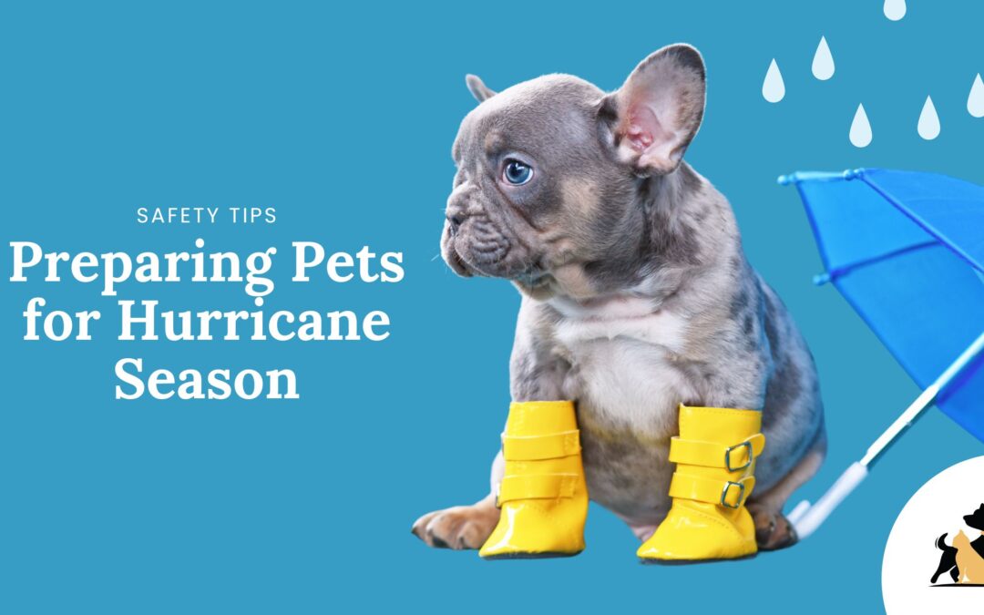 Hurricane Preparedness for Pets