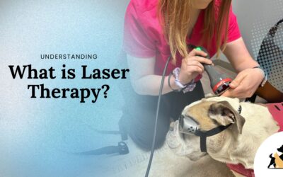 Understanding Photobiomodulation Laser Therapy for Pets