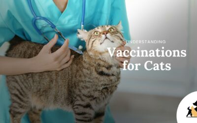 The Importance and Considerations of Vaccinating Cats