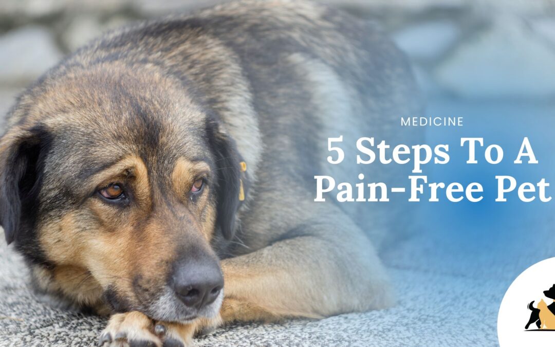 5 Steps To A Pain-Free Pet