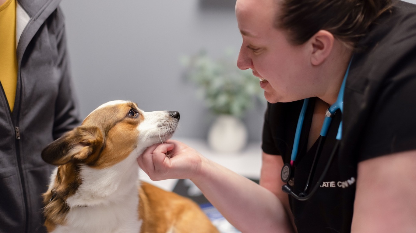 Dog kissing vet