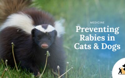 How to Prevent Rabies in Dogs and Cats