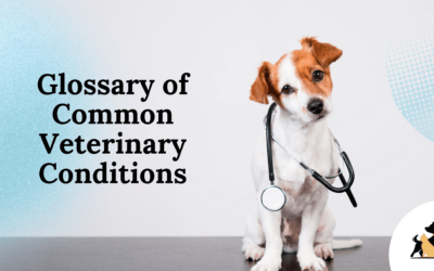 Glossary of Common Veterinary Conditions: Essential Terms Every Pet Owner Should Know