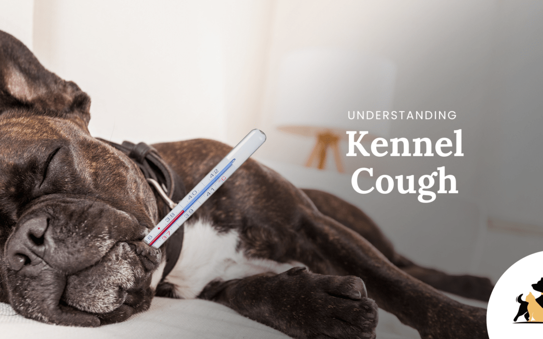 Understanding Kennel Cough