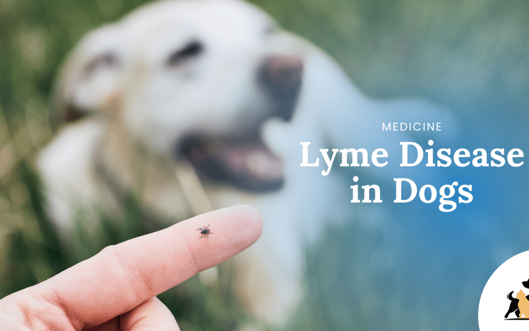 Understanding Lyme Disease in Dogs: Prevention, Symptoms, and Treatment