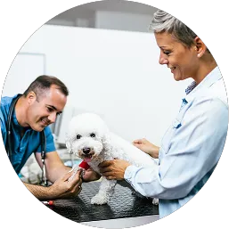 Dog at vet