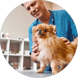 Dog at vet