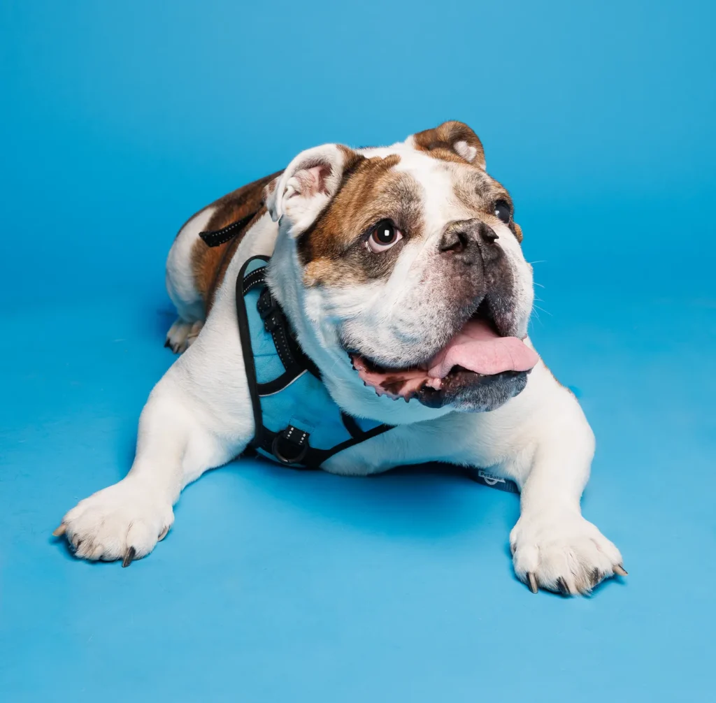 English bulldog in front of blue background