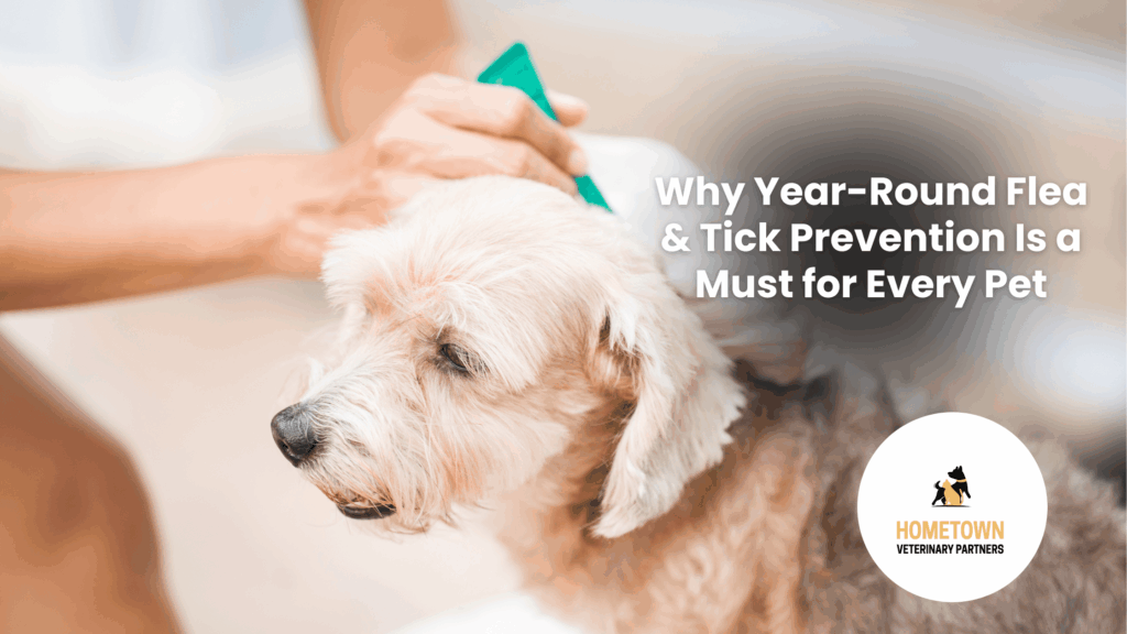 Dog getting flea medication applied topically