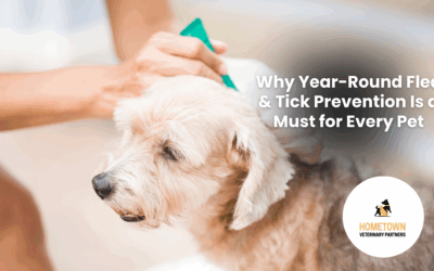 Why Year-Round Flea & Tick Prevention Is a Must for Every Pet