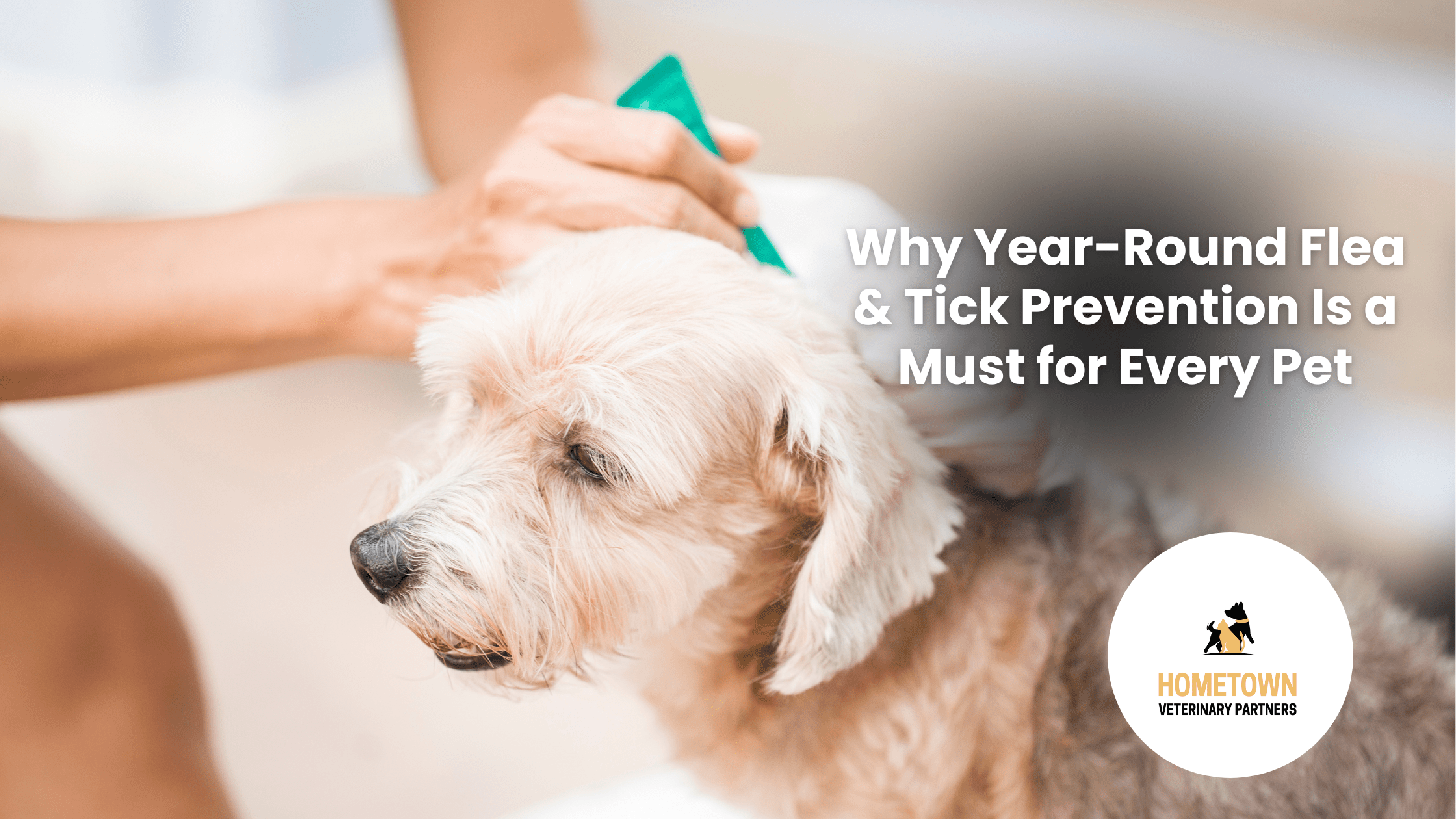 Dog getting flea medication applied topically