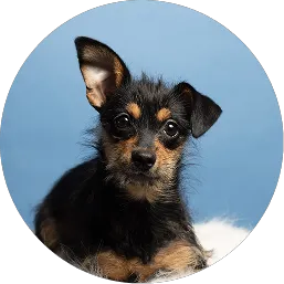 Puppy
