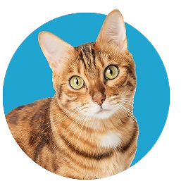 Cat with blue background