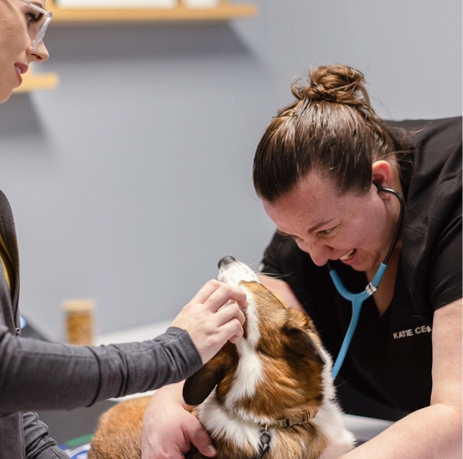 Vet looking at dog