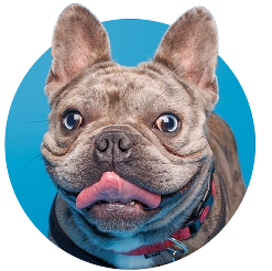 Frenchie with blue background