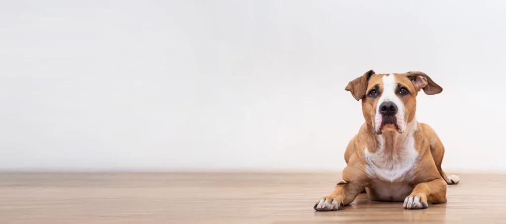 Dog laying on floor