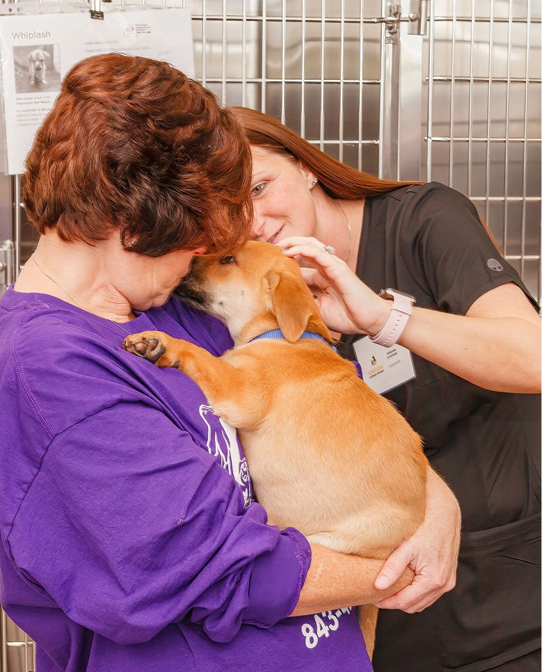 Vet looking at dog