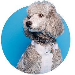 poodle with blue background