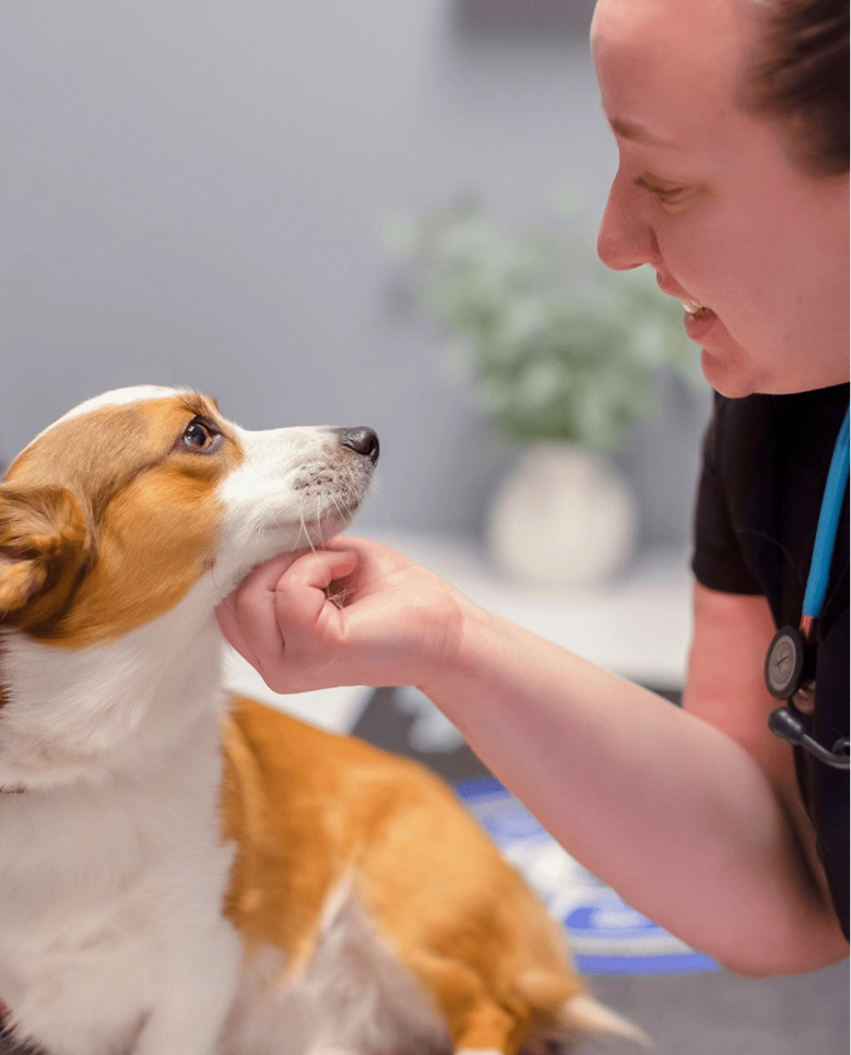 Vet looking at corgi