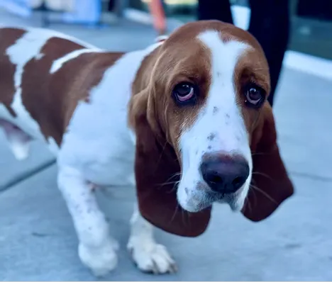 Hound dog