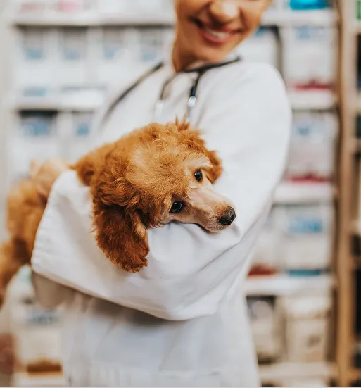 vet with dog