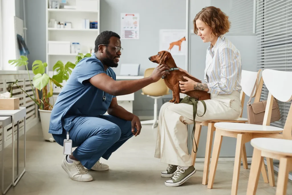 Vet looking at dog in waiting area