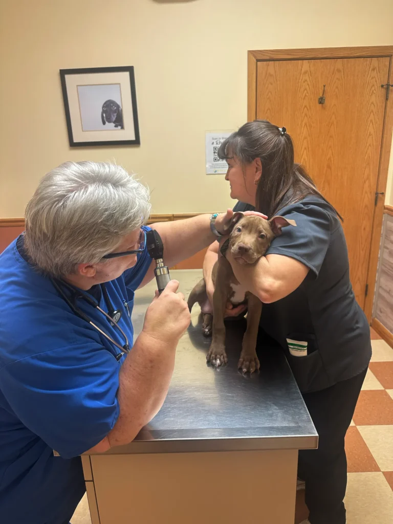 Wellness Exams with vet