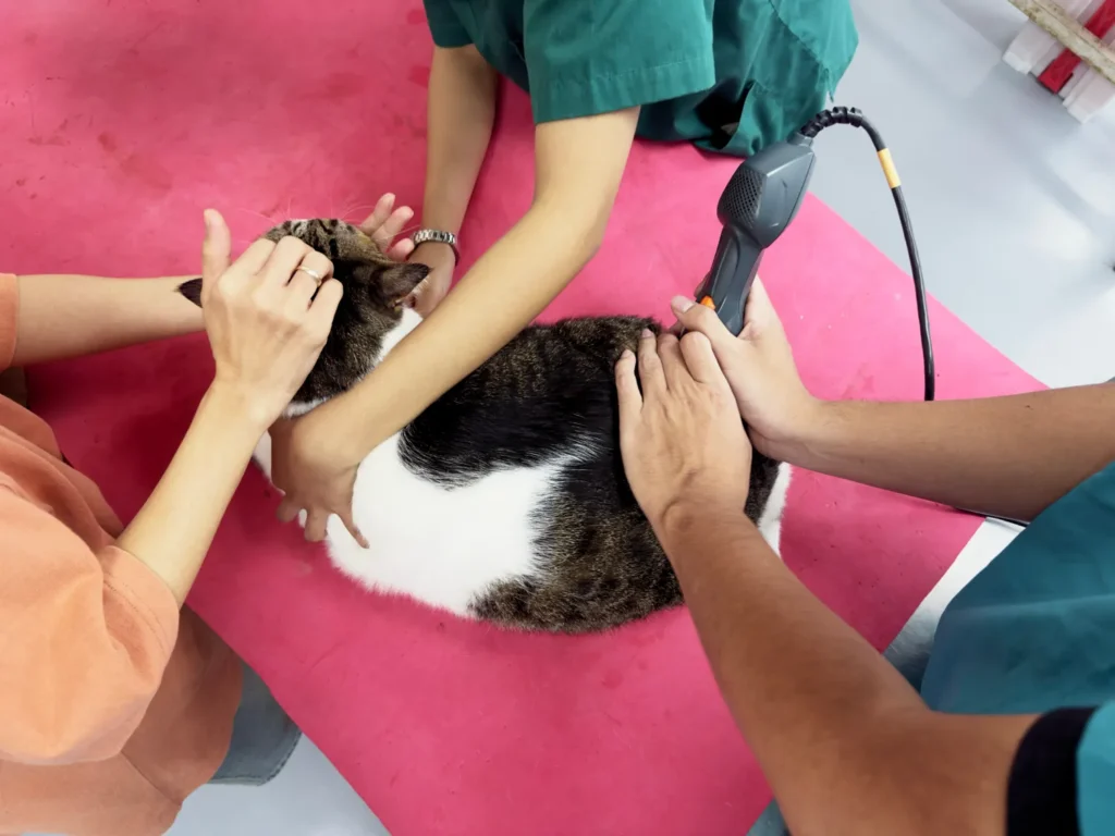 cat getting laser therapy