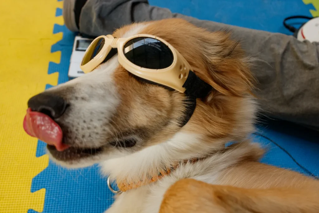 dog getting laser therapy