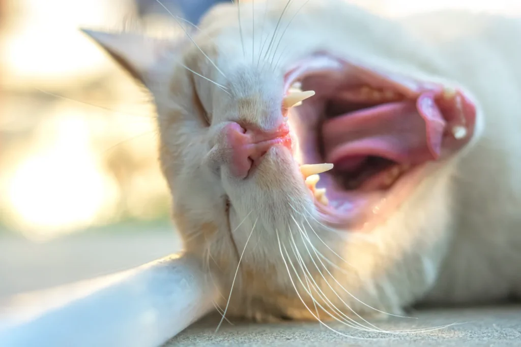 cat yawning