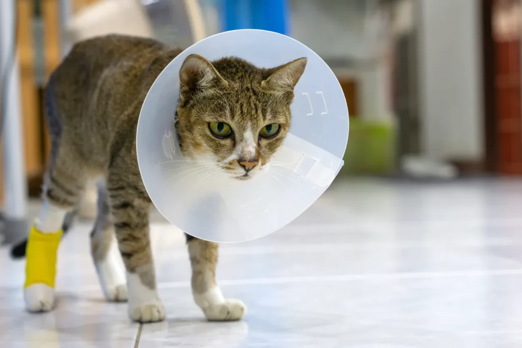 Cat in cone after surgery