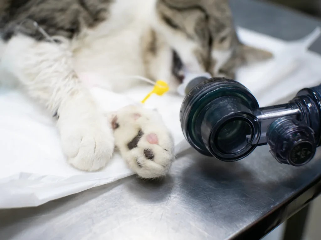 cat under anesthesia