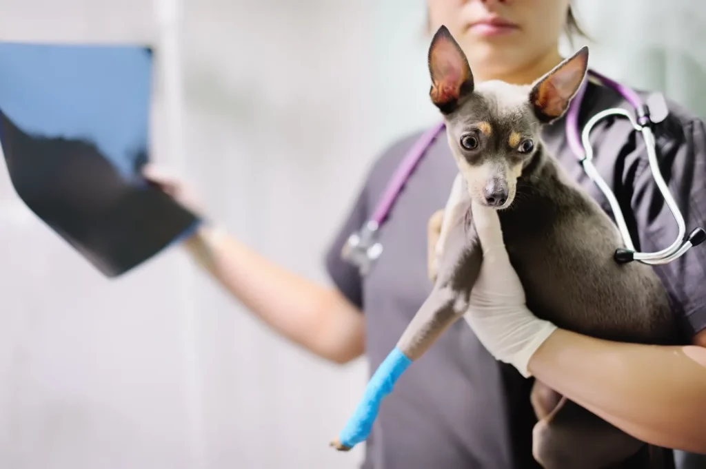 dog being held by vet staff