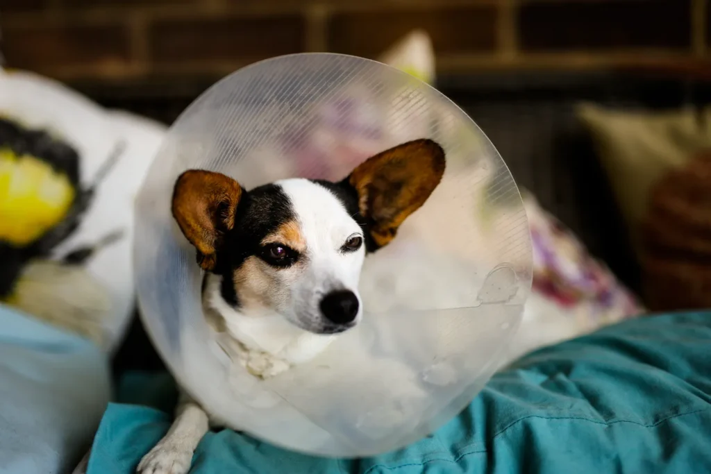 dog in cone
