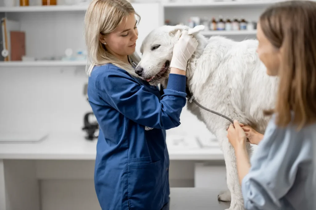 dog being examined