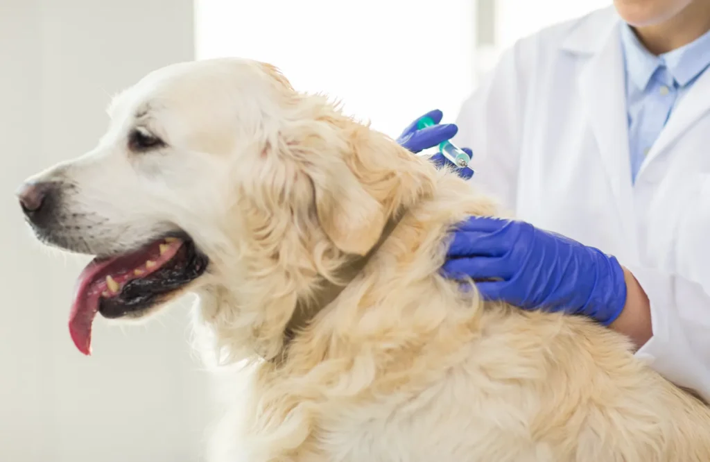dog getting vaccine