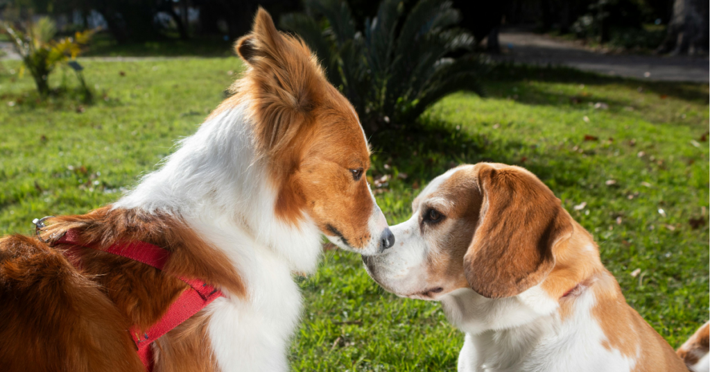 Pet Socialization Hometown Veterinary Partners