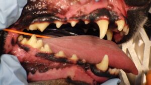 Naperville Veterinary Dental After