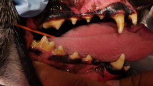 Naperville Veterinary Dental before