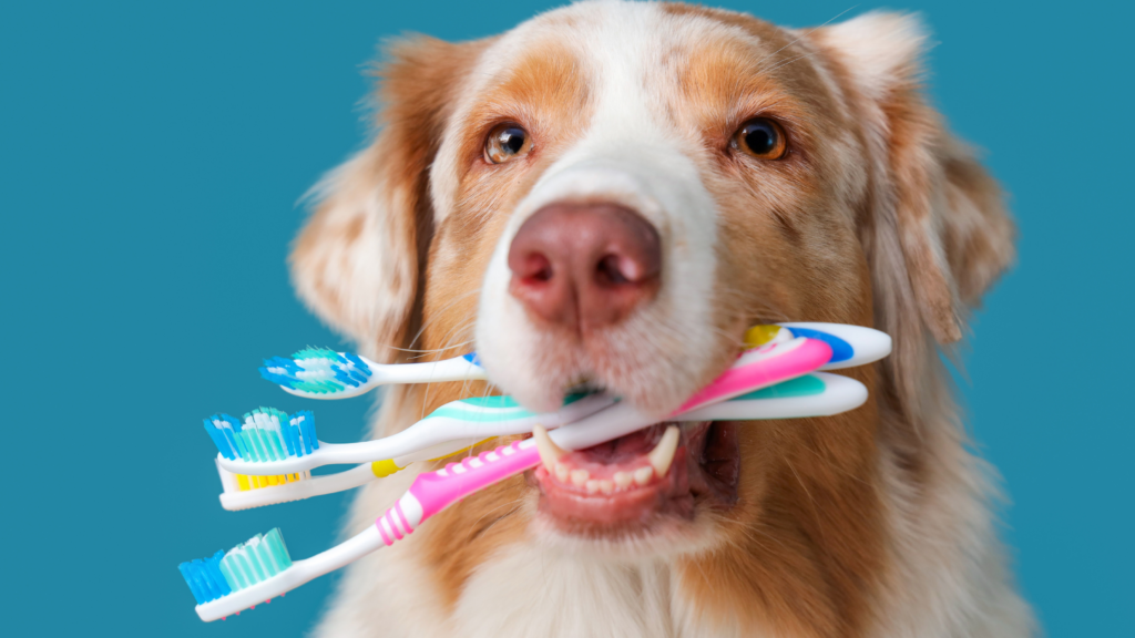 Pet Dental Health