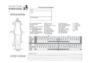 Veterinary dental chart tracking tooth health over time